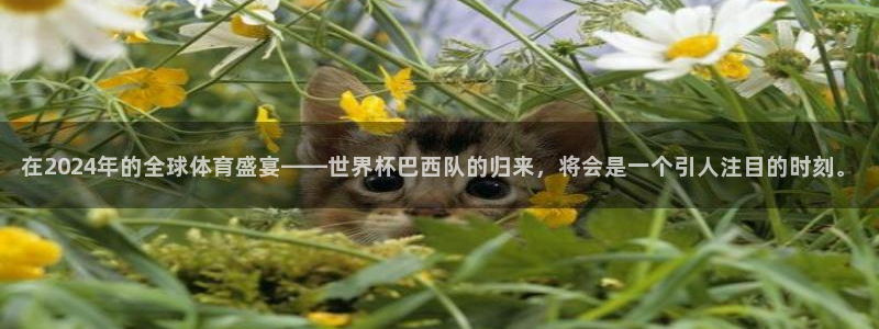 2026世界杯预选赛:在2024年的全球体育盛宴——世界杯巴西队的归来,将会是一个引人注目的时刻。